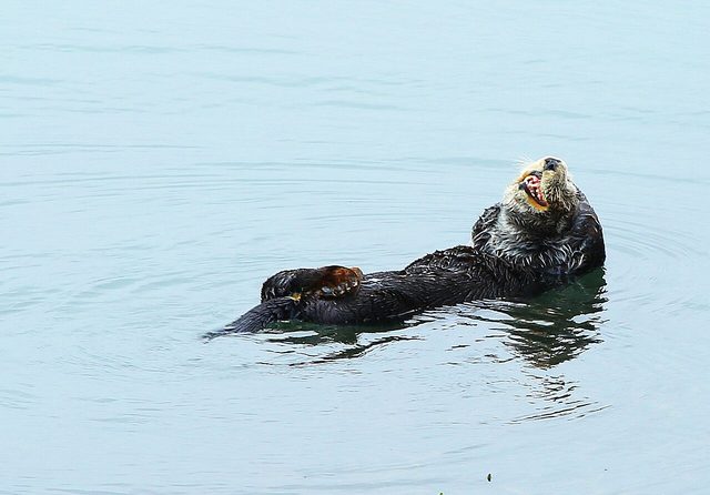 Sea otters, Elkhorn Slough