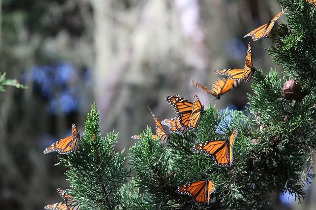 The monarch grove