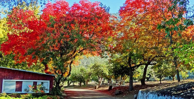Orchard country