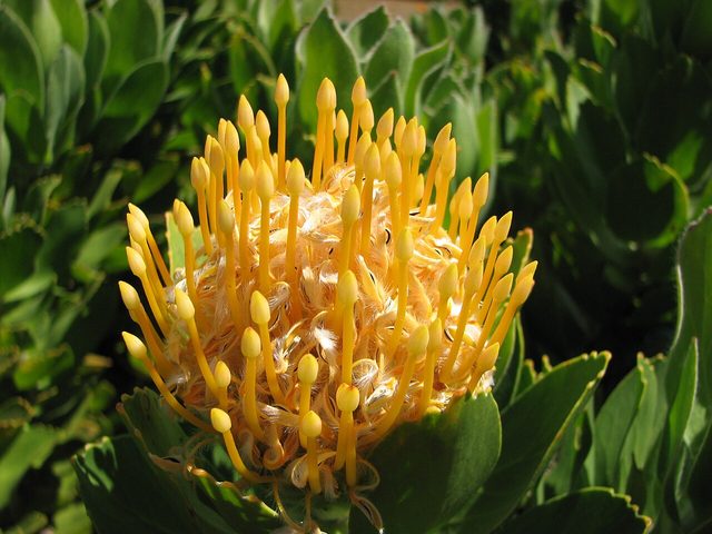 The UCSC Arboretum